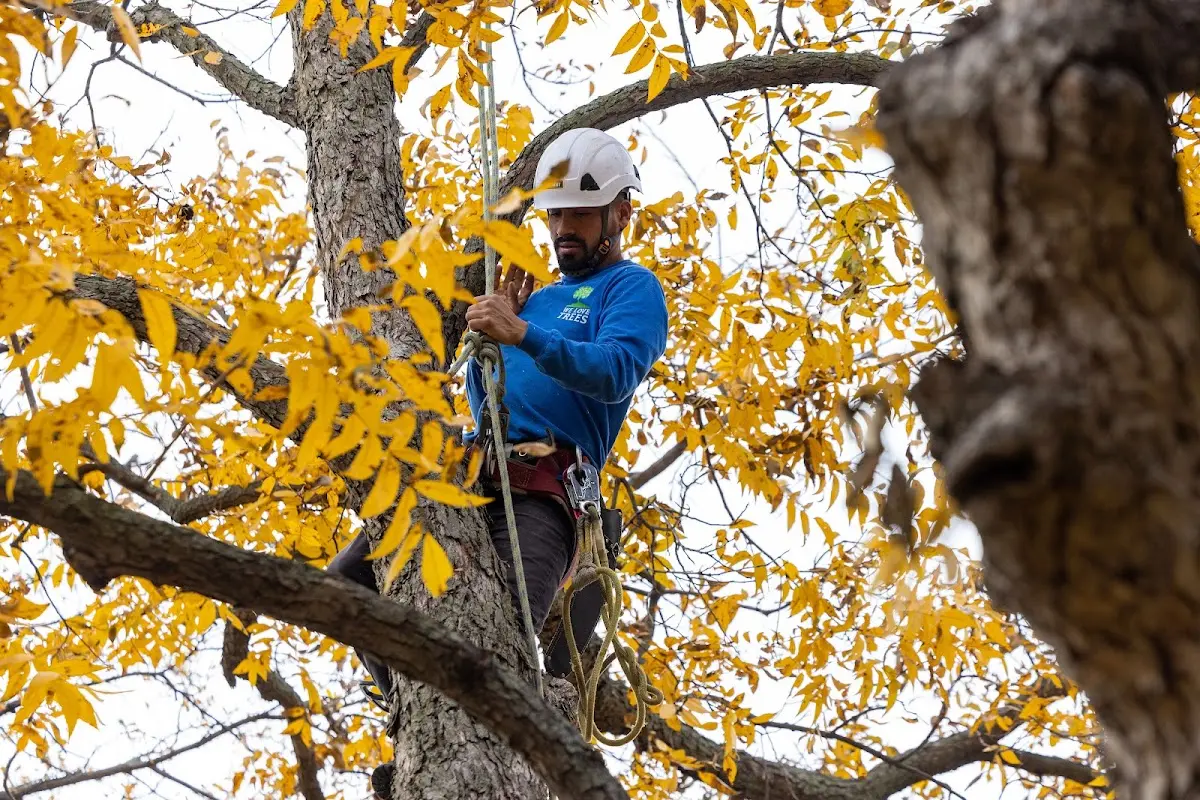 Skilled Tree Transplanting crew working in Falcon Heights