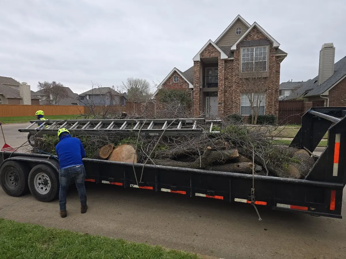 Expert Deadwooding with proper safety equipment in Falcon Heights
